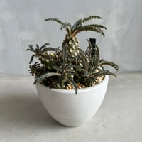 パキポディウム ウィンゾリー(タイ実生苗) | ソレトナ植物店