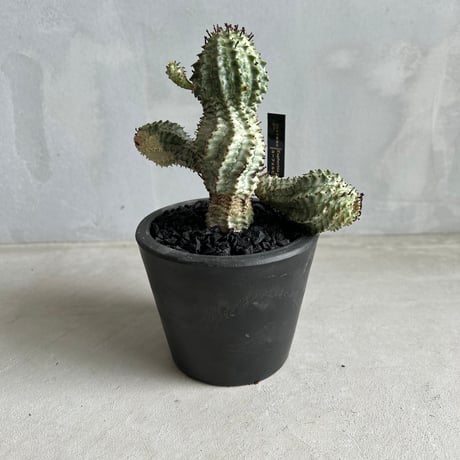 ユーフォルビアホリダ | STORES ユーフォルビアホリダ | STORES