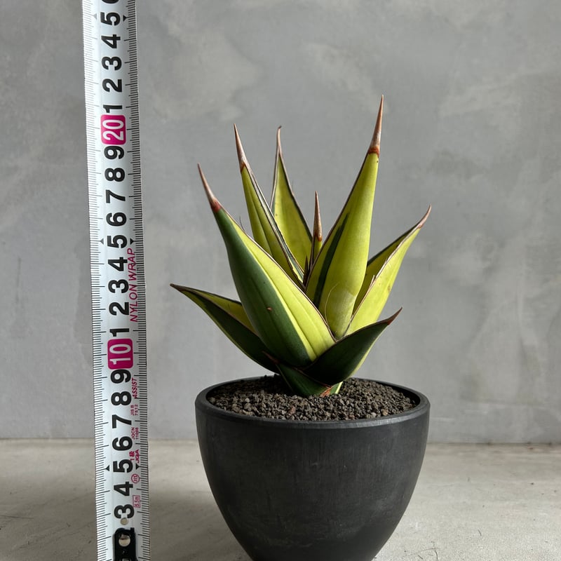 サンセベリア ピングイキュラ 斑入り | ソレトナ植物店