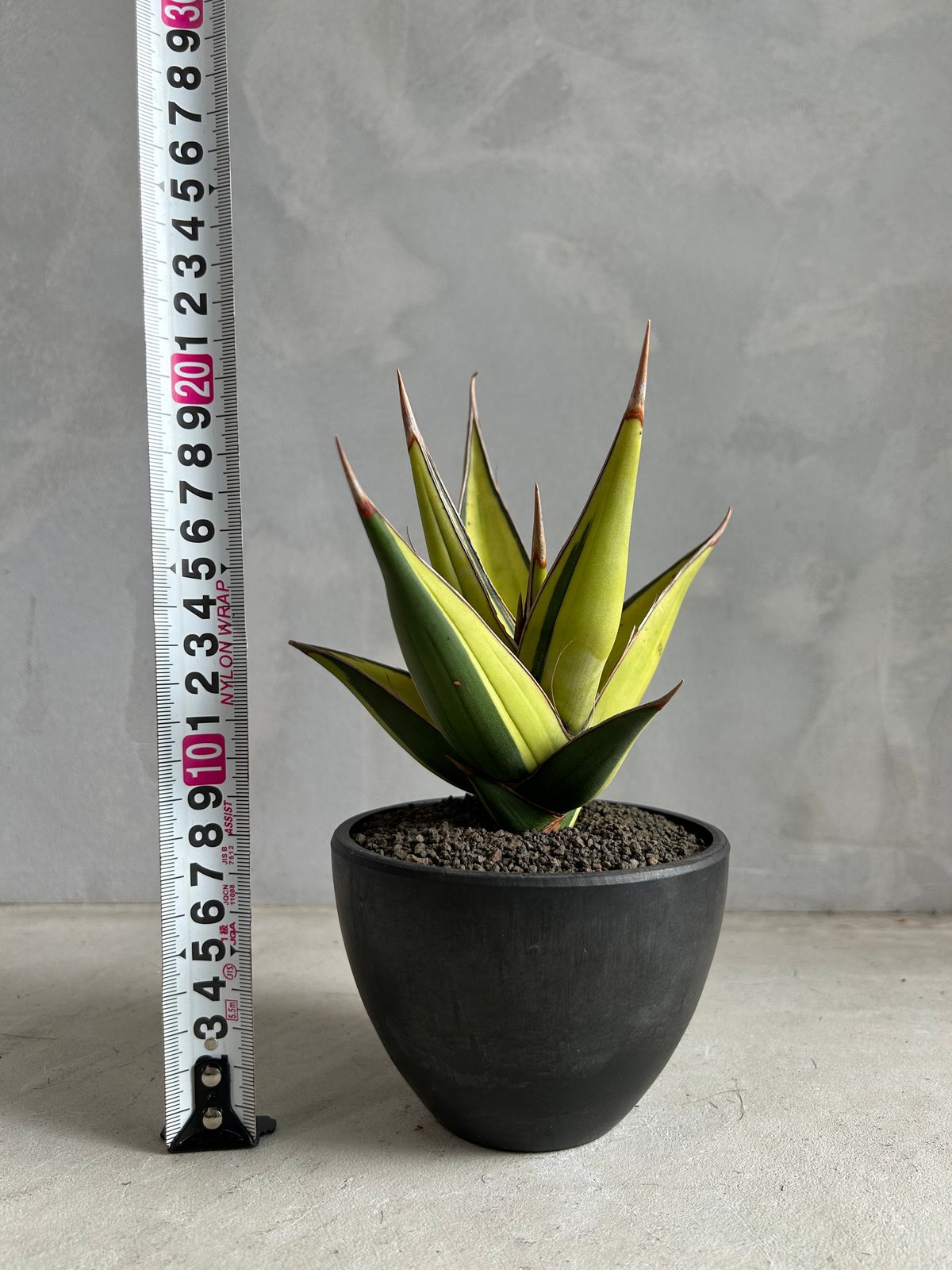 サンセベリア ピングイキュラ 斑入り | ソレトナ植物店