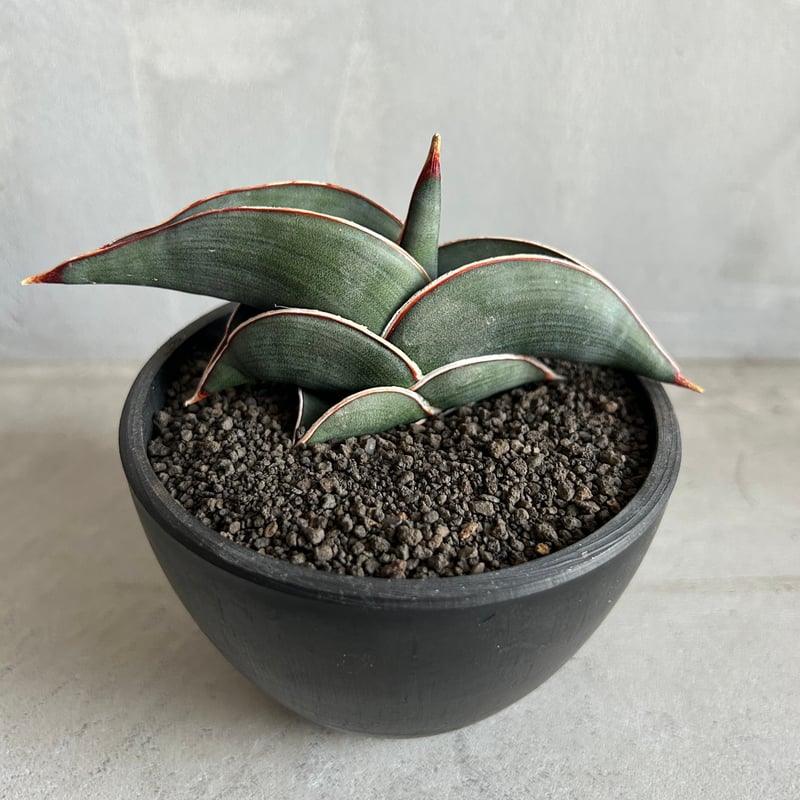サンセベリア ロリダ | ソレトナ植物店