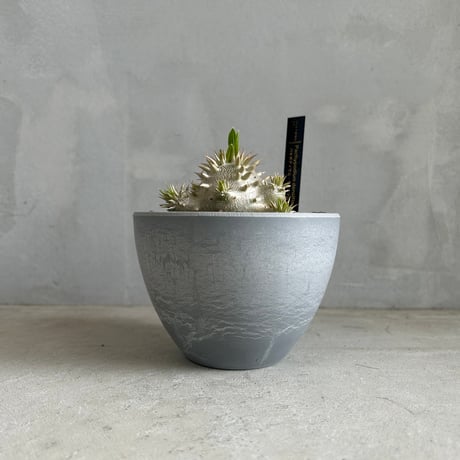 CATEGORY 塊根植物 | ソレトナ植物店