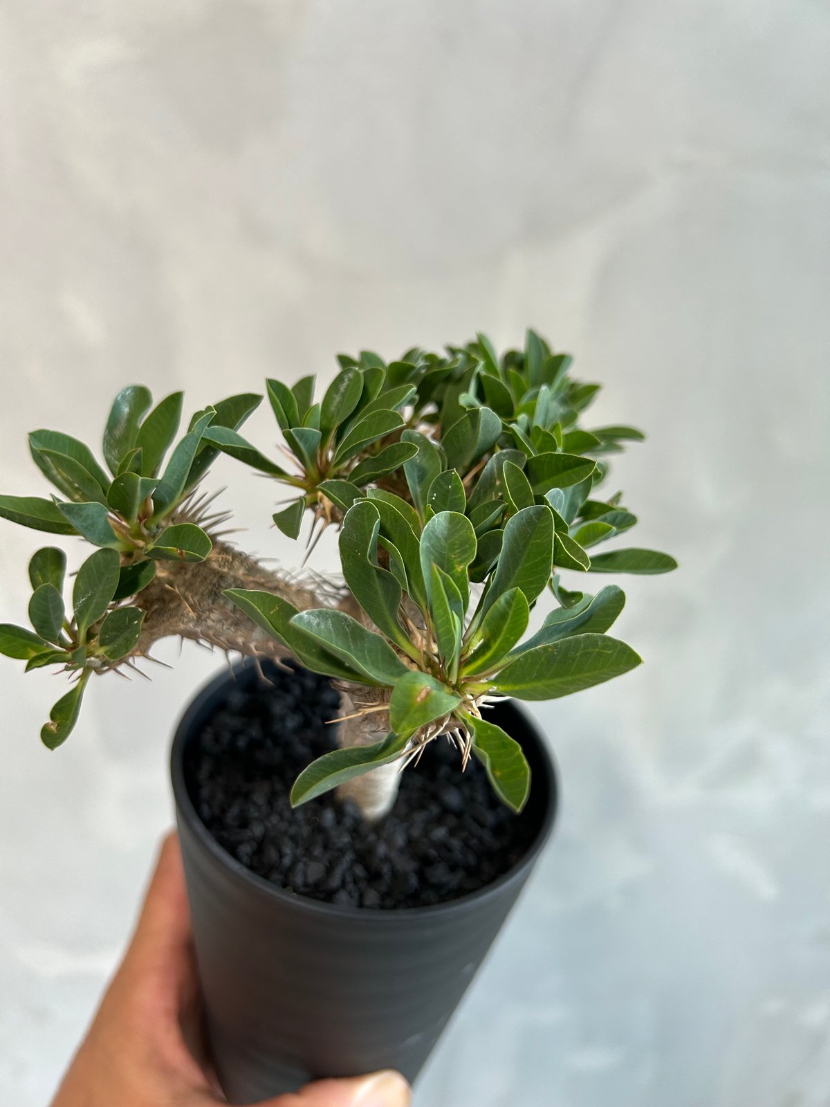 ユーフォルビア ギラウミニアナ 実生 ユーフォルビア ギラウミニアナ(実生苗) | ソレトナ植物店