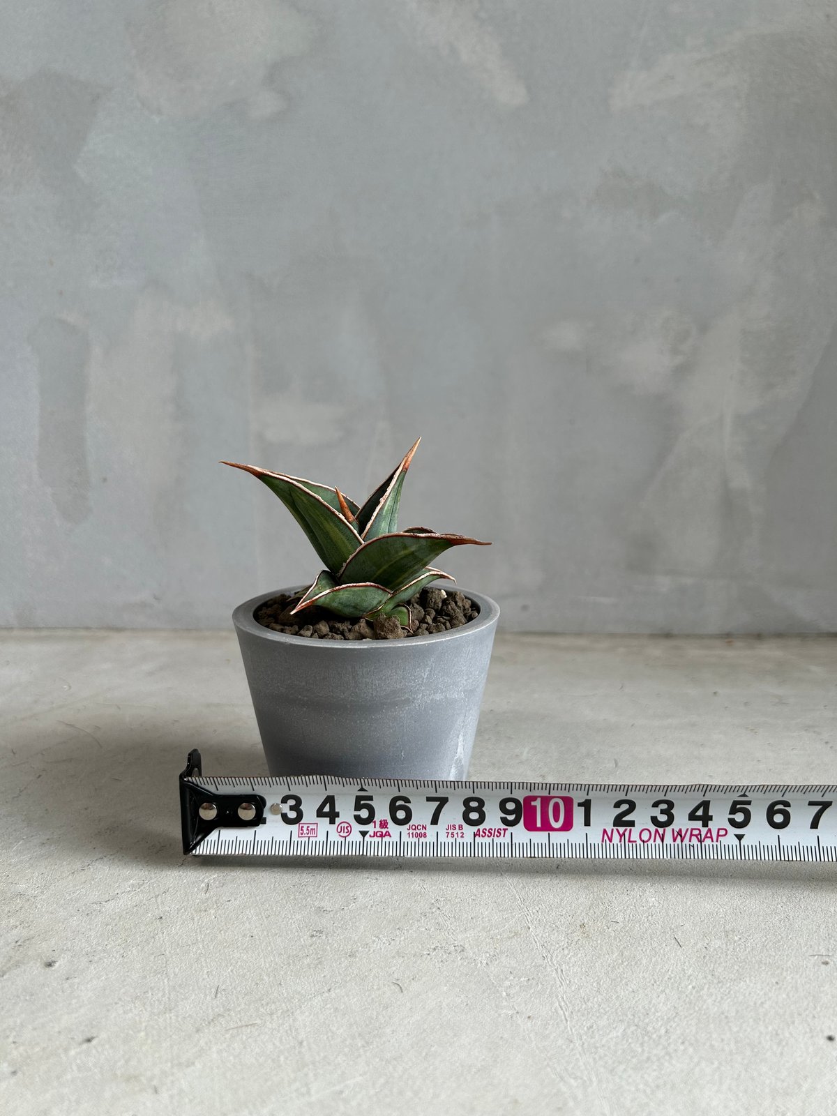 サンセベリア ピングイキュラ 斑入り | ソレトナ植物店