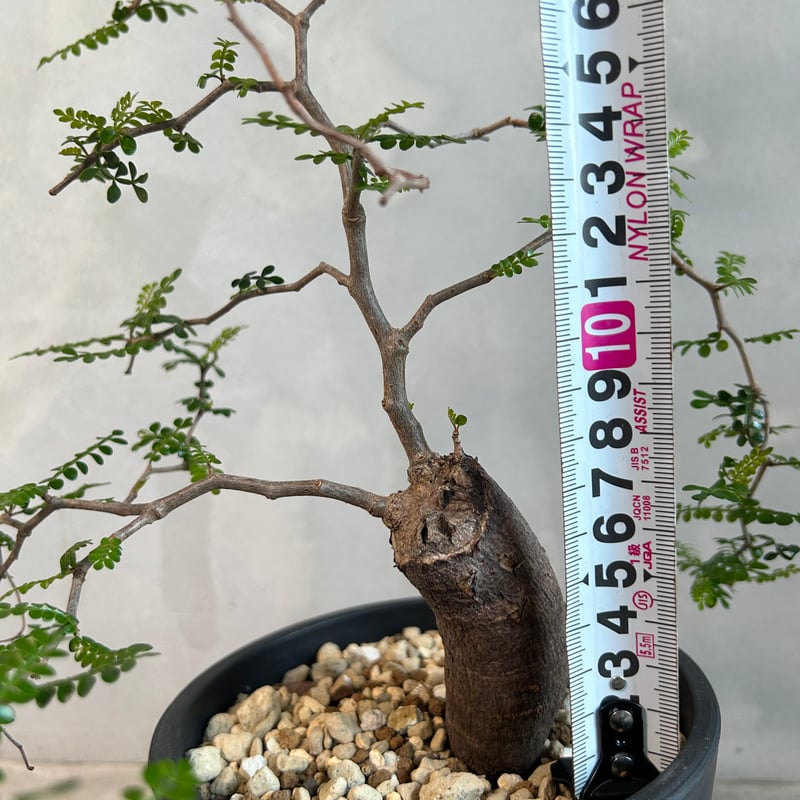 オペルクリカリア パキプス(根挿し) | ソレトナ植物店