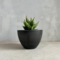 サンセベリア パゴダ 斑入り | ソレトナ植物店