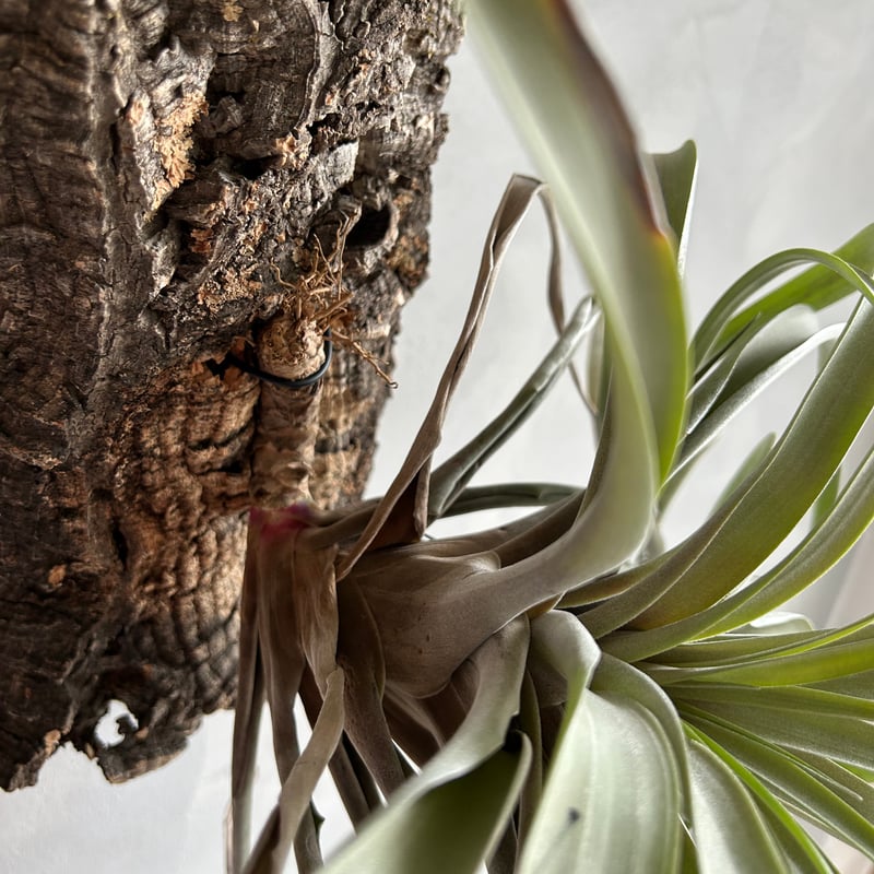 ティランジア リオホンドエンシスレッドクローン | ソレトナ植物店