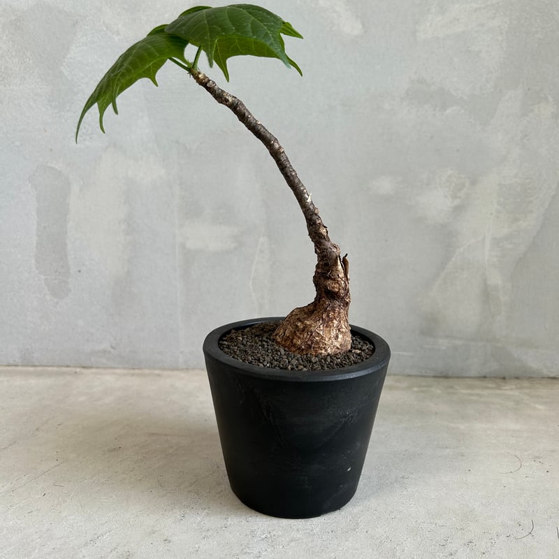 フィルミアナ コロラータ | ソレトナ植物店