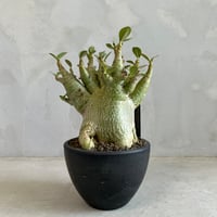 パキポディウム ウィンゾリー(タイ実生苗) | ソレトナ植物店