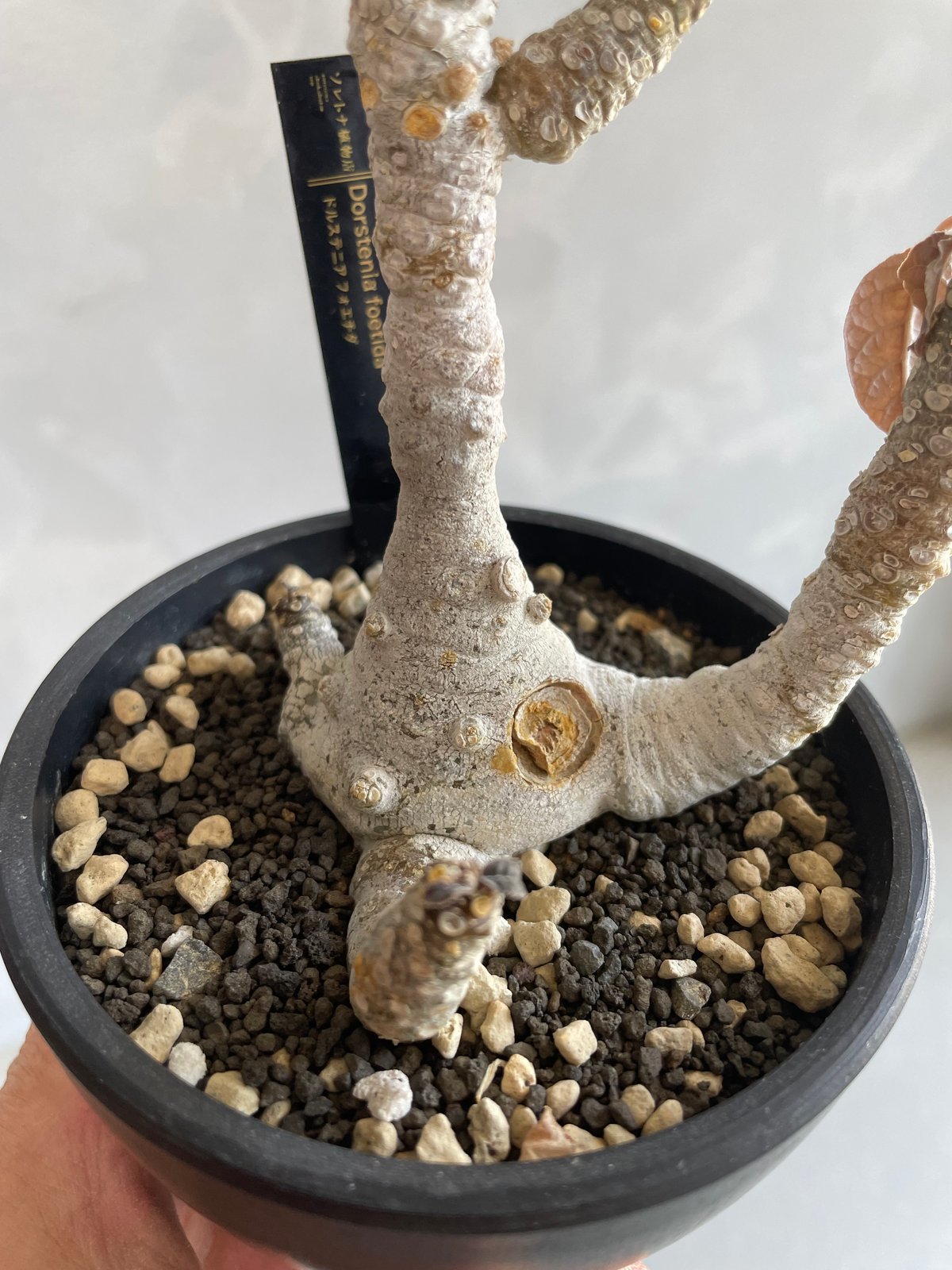 ドルステニア フォエチダ(多頭タイプ) | ソレトナ植物店