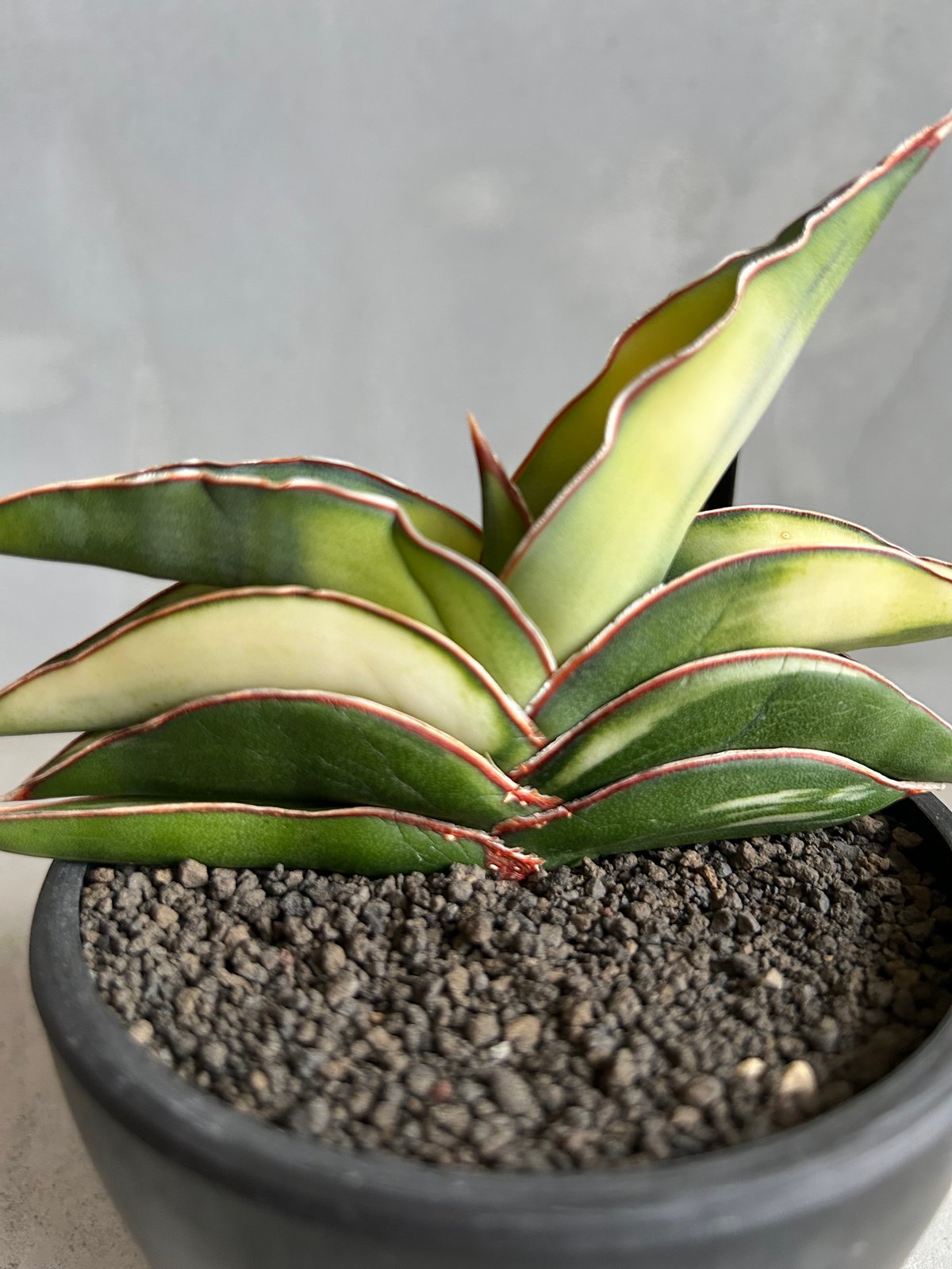 超希少　サンセベリア　ロブスター サンセベリア ロブスター 斑入り | ソレトナ植物店