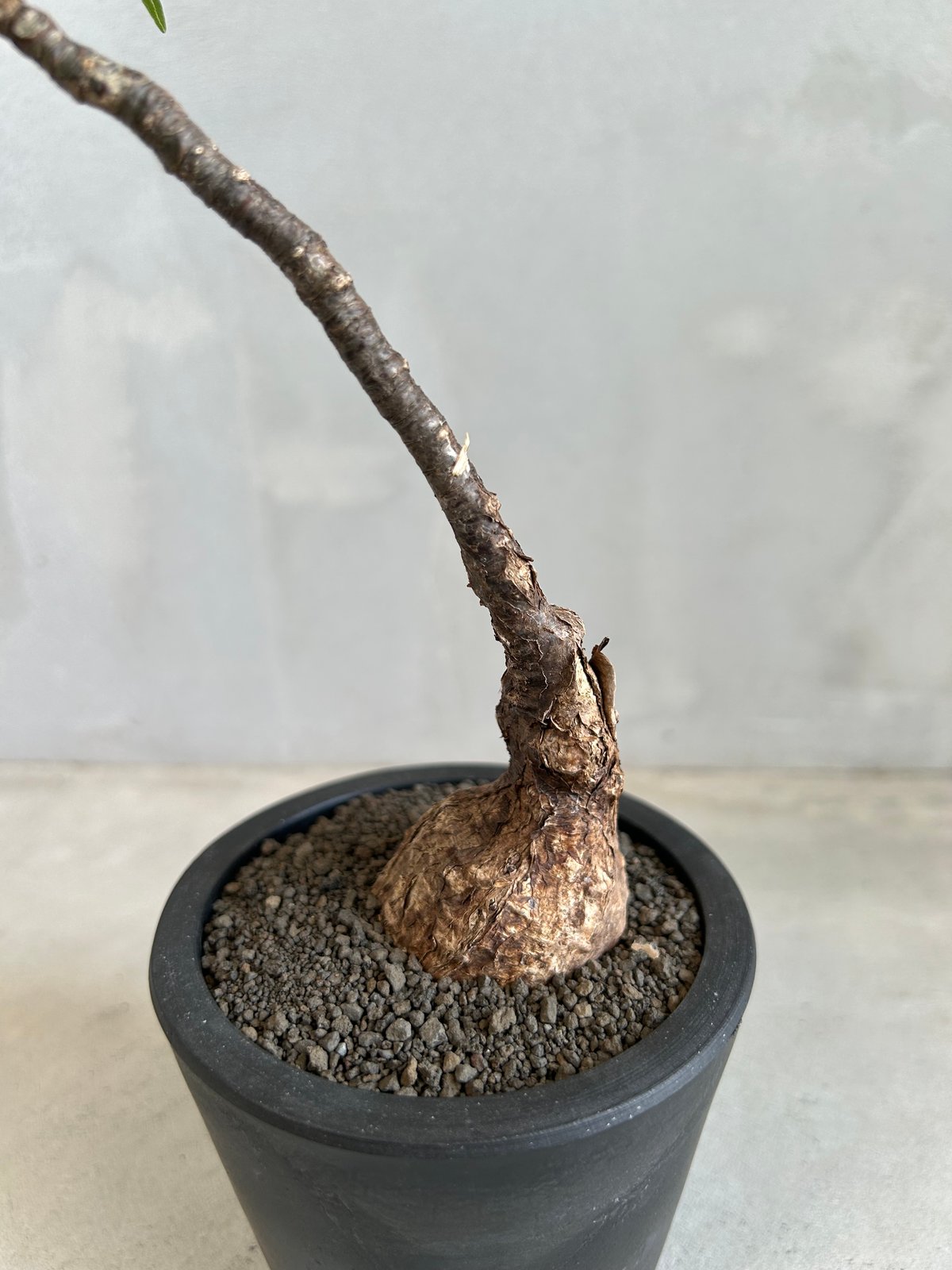 フィルミアナ　コロラータ　発根済み　古株 園芸ネット本店｜フィルミアナ：コロラータ 3.5号硬質ポット の通販