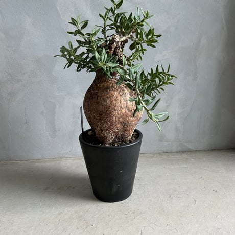 パキポディウムビスピノーサム | STORES