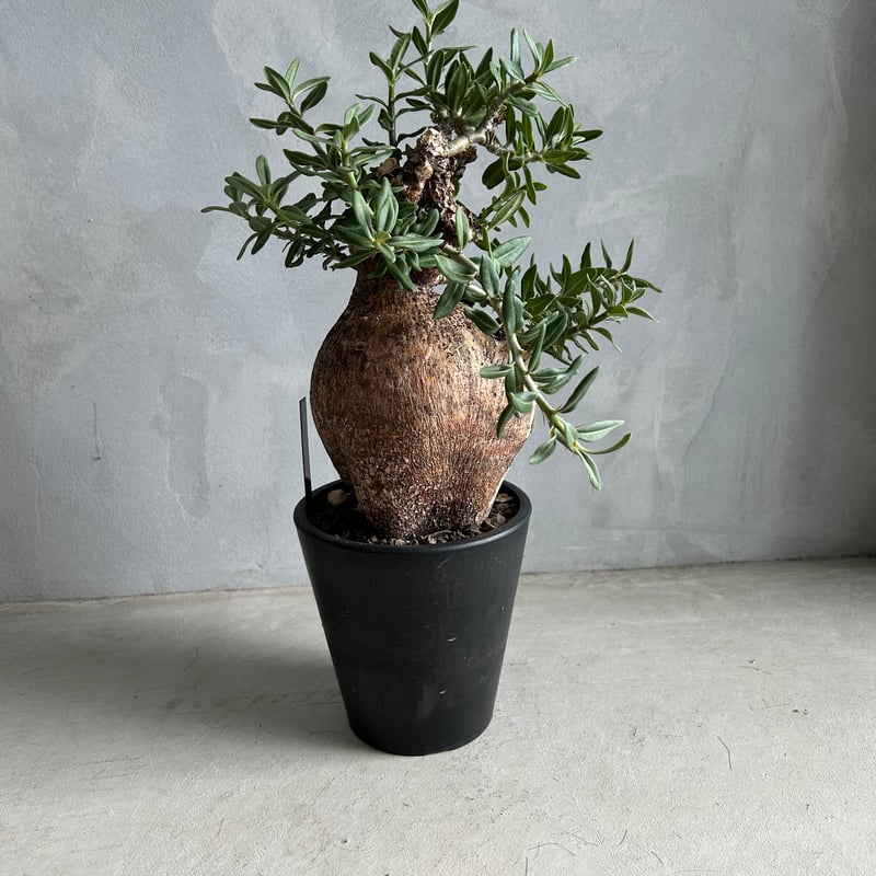 パキポディウム ビスピノーサム | ソレトナ植物店