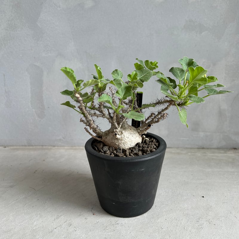 ヤトロファ マルギナータ | ソレトナ植物店