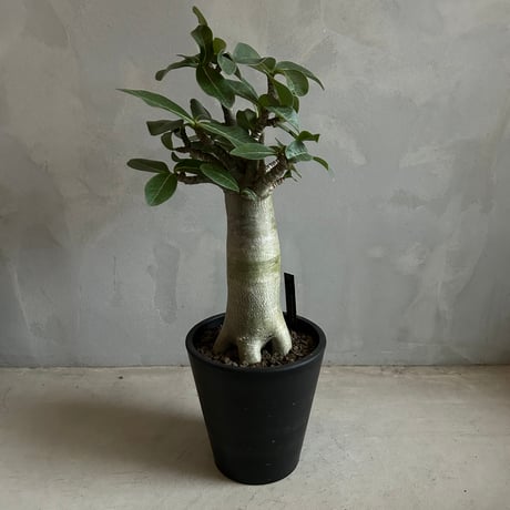 CATEGORY アデニウム | ソレトナ植物店