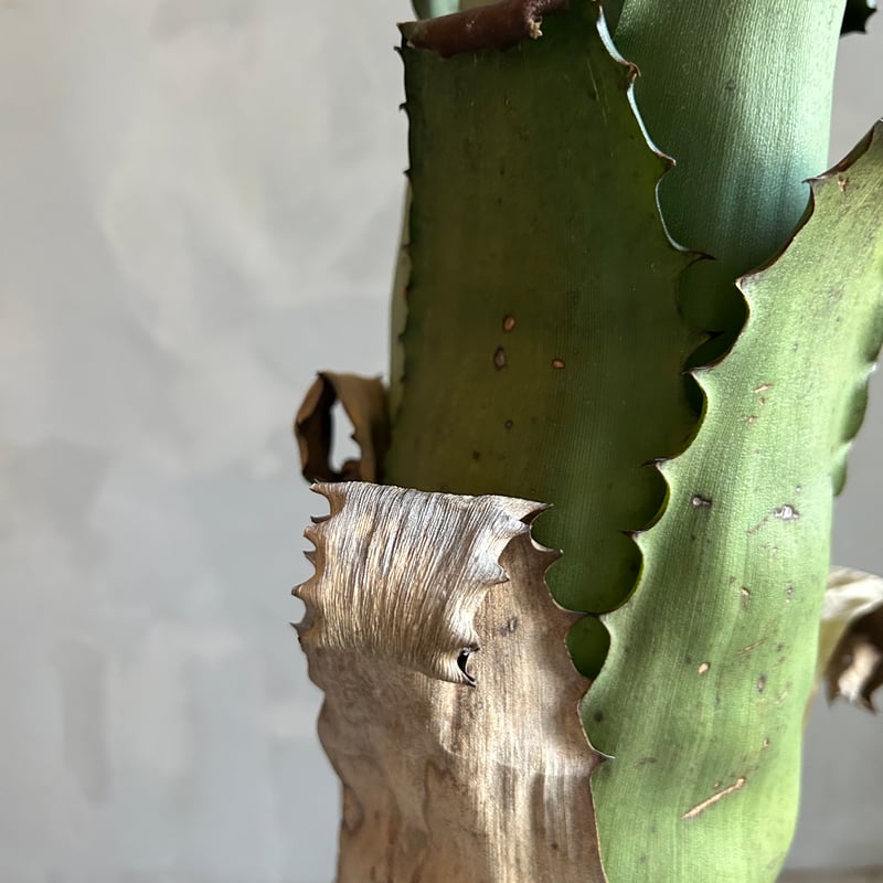 ホヘンベルギア サンドラズマウンテン | ソレトナ植物店