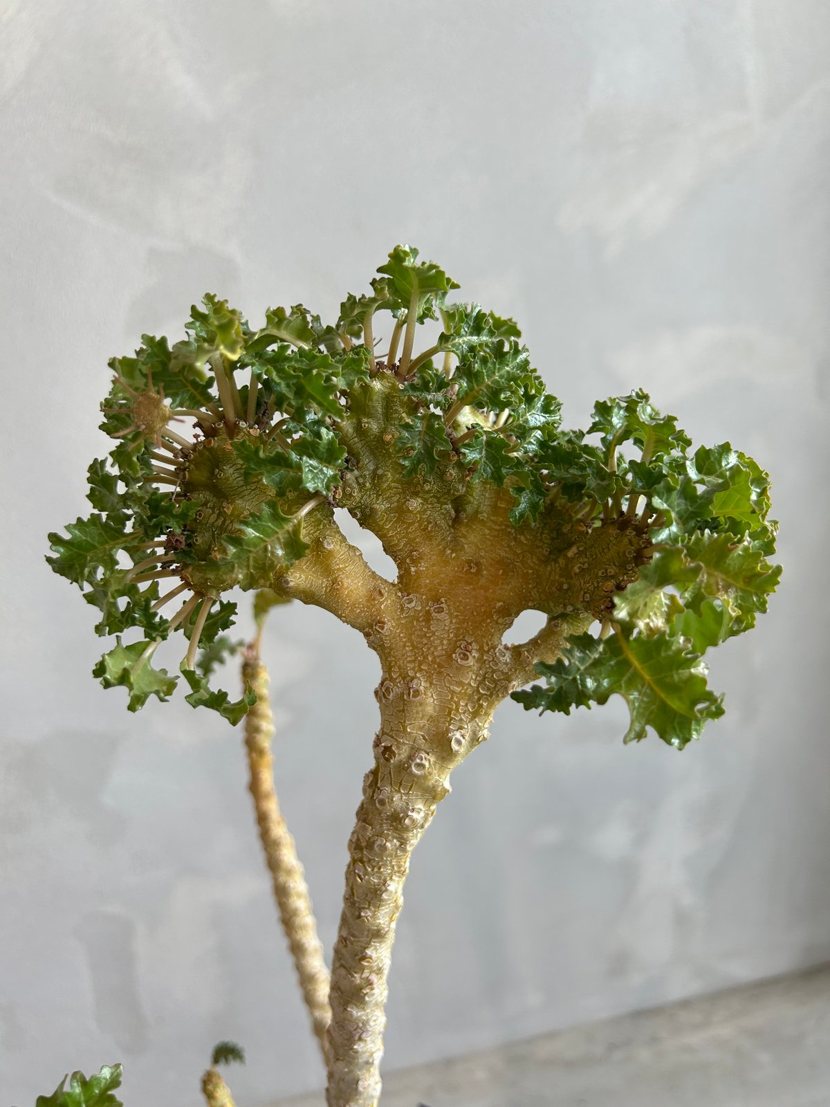 ドルステニア ジプソフィラxラブラニー綴化（交配種） | ソレトナ植物店