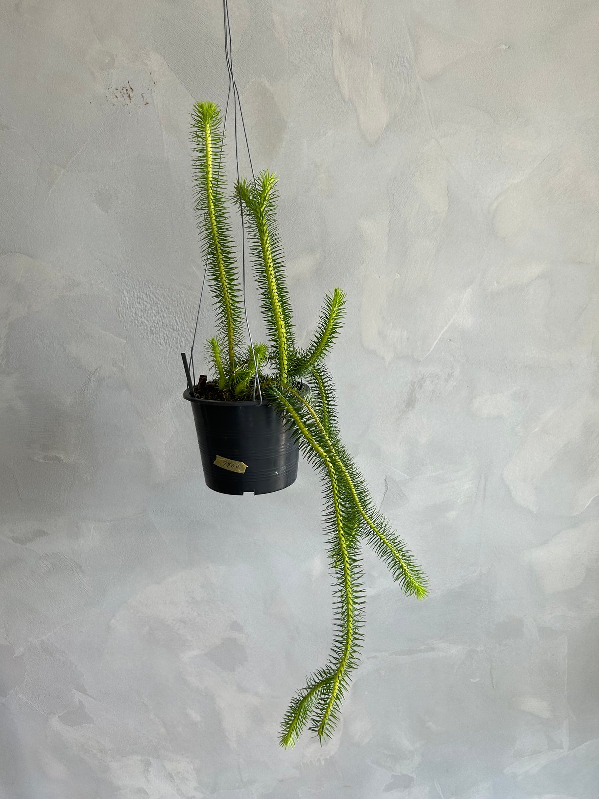 フペルジア スクアローサ | ソレトナ植物店