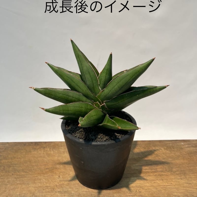 サンセベリア ピングイキュラ(ブラッククローン)×サムライ サンセベリア ピングイキュラ(ブラッククローン)×サムライ