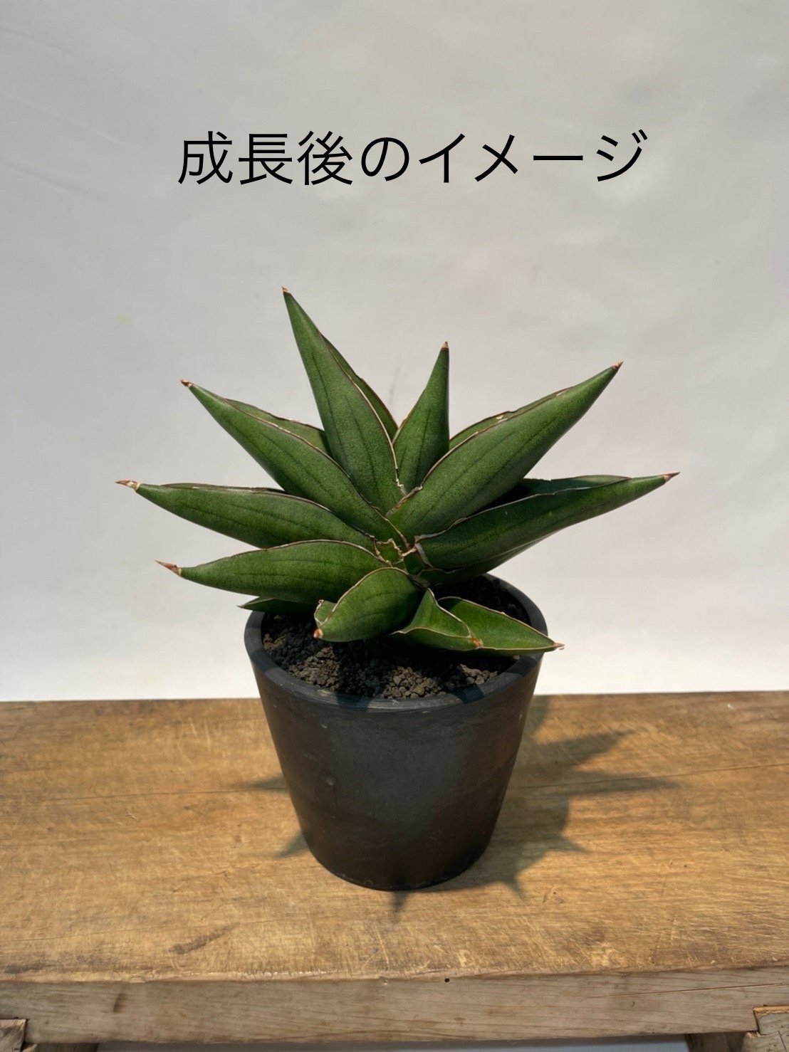 ピングイキュラ 斑入り　超特大25cm　サンスベリア　ロリダ　サンセベリア サンセベリア：ピングイキュラ 斑入り 2.5号鉢植え の通販