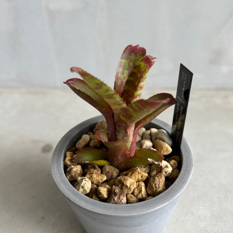 25枚　王道　プログレ　ネオアコ　サイケ等 ネオレゲリア サクラ | ソレトナ植物店