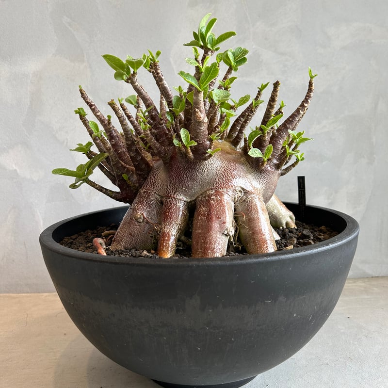 アデニウム アラビカム オクトパス “レッドスキン” | ソレトナ植物店