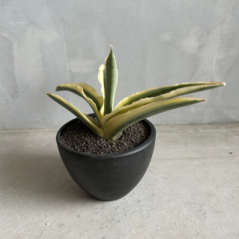 サンセベリア カタナ クリーム斑入り | ソレトナ植物店