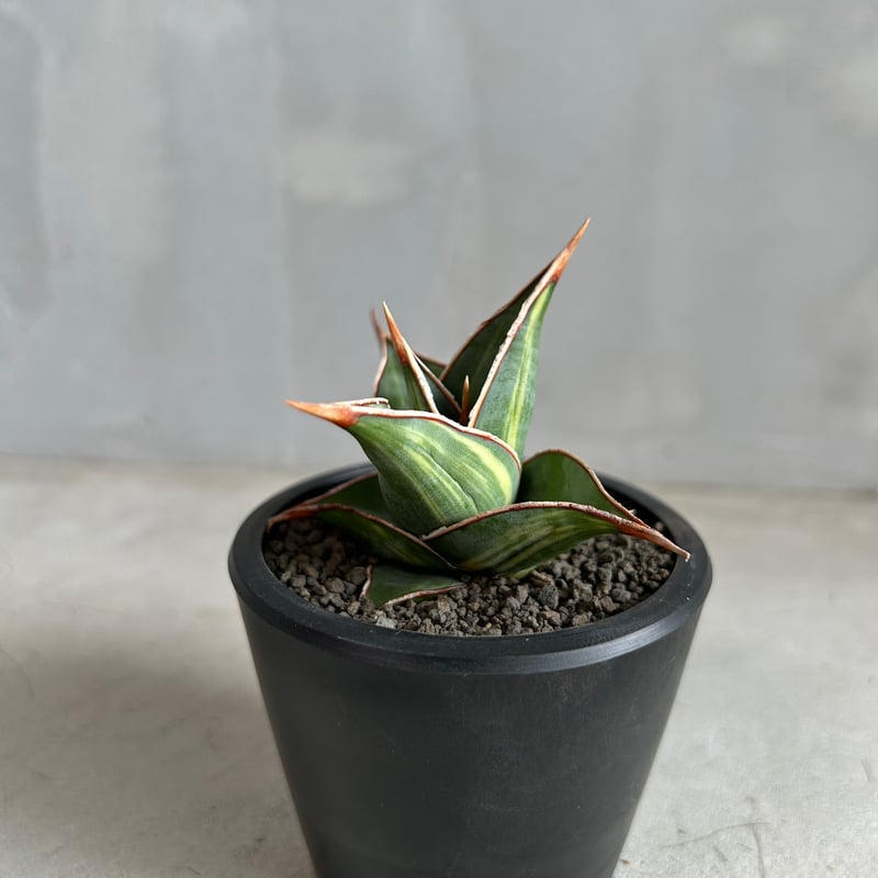 ア*ロ様 【極上斑 サンスベリア・ピングイキュラ バリエガータ】 サンスベリア ピングイキュラ 斑入り