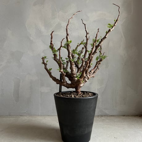 センナメリディオナリス　中型　塊根植物　観葉植物 センナ メリディオナリス/盆栽、多肉植物、塊根植物、観葉植物