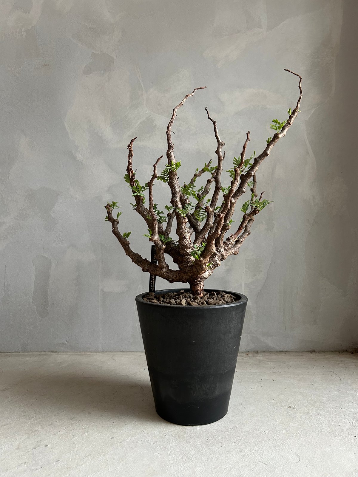 センナ メリディオナリス(実生) | ソレトナ植物店