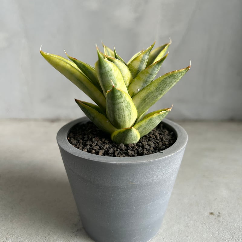 サンセベリア パゴダ 斑入り | ソレトナ植物店