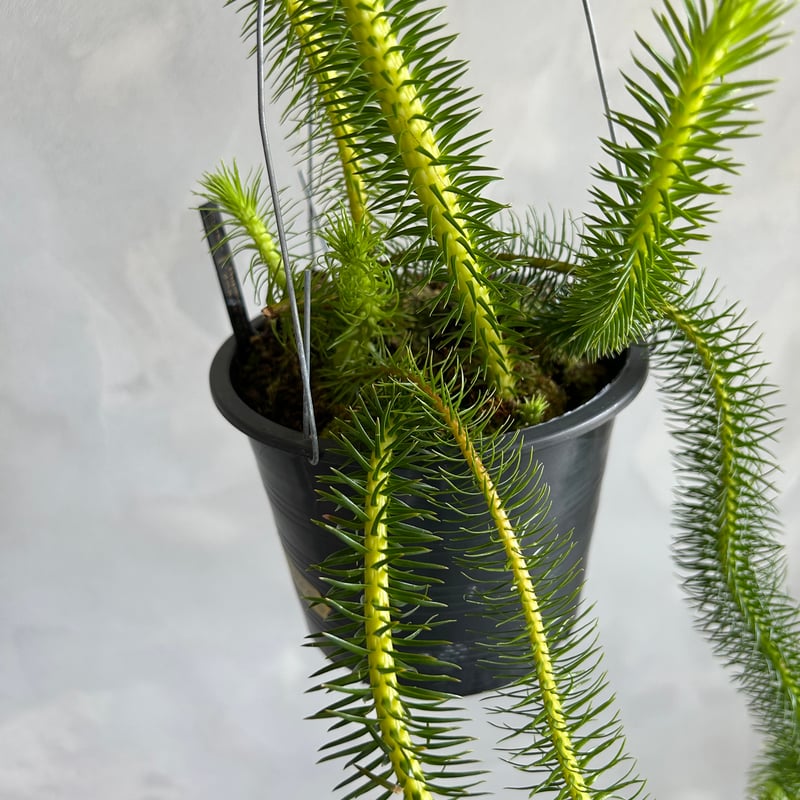 フペルジア・スクアローサ 希少 観葉植物 吊り下げ calm cafe 希少