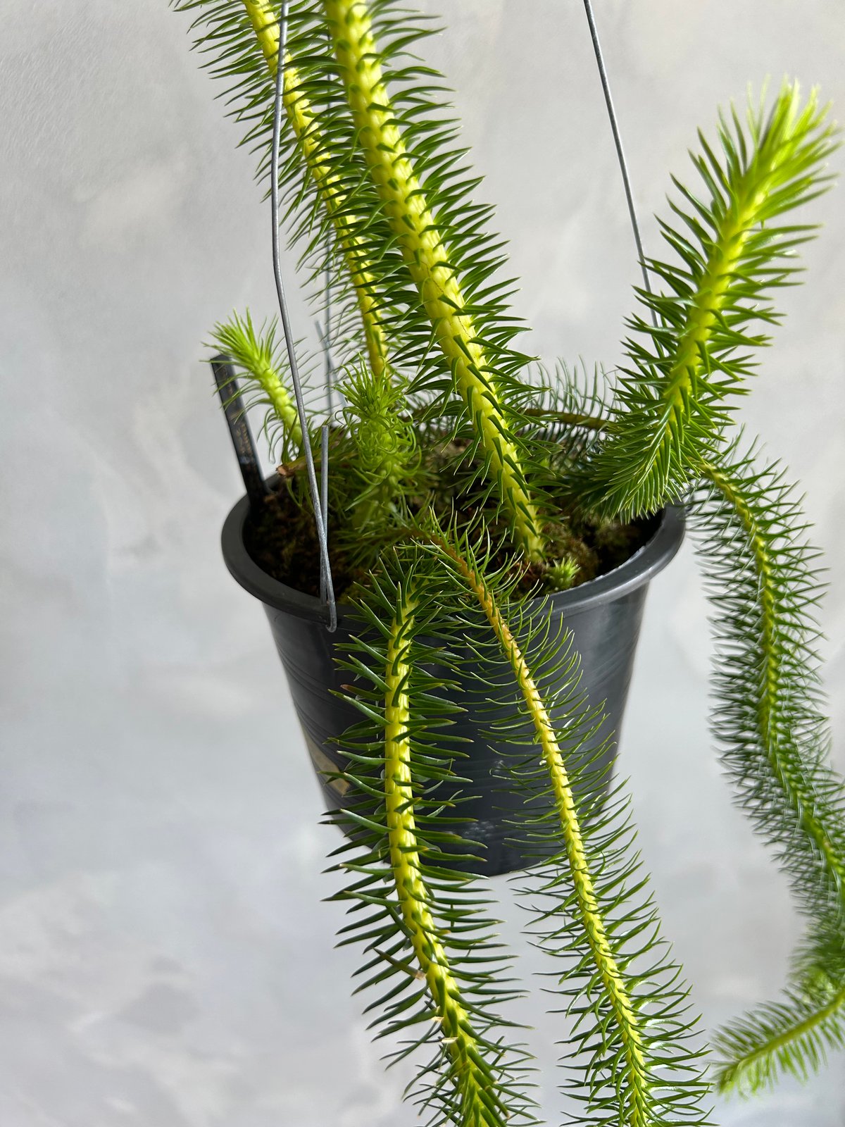 フペルジア スクアローサ | ソレトナ植物店