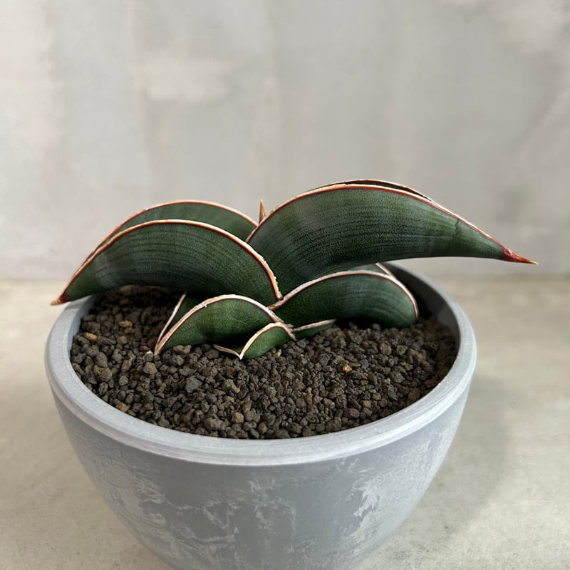 サンセベリア ロリダ | ソレトナ植物店