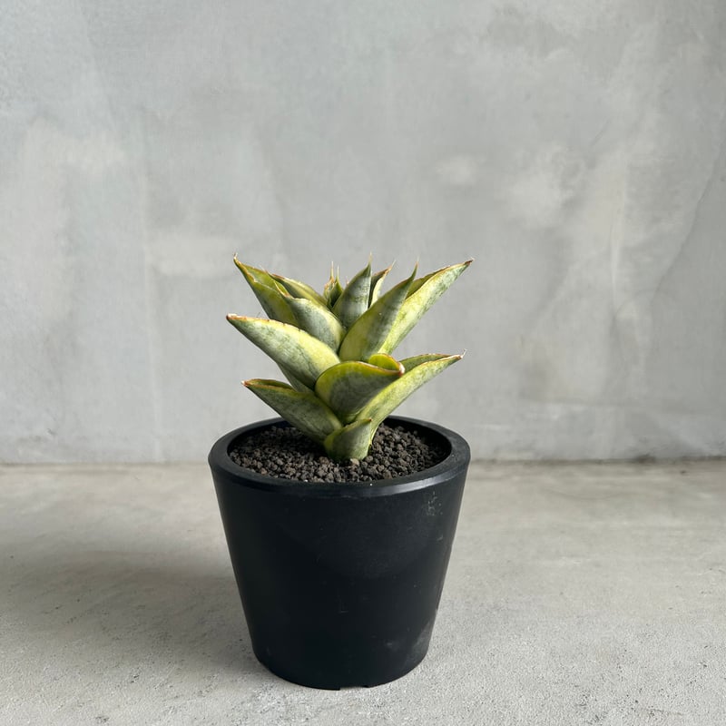 サンセベリア パゴダ 斑入り | ソレトナ植物店