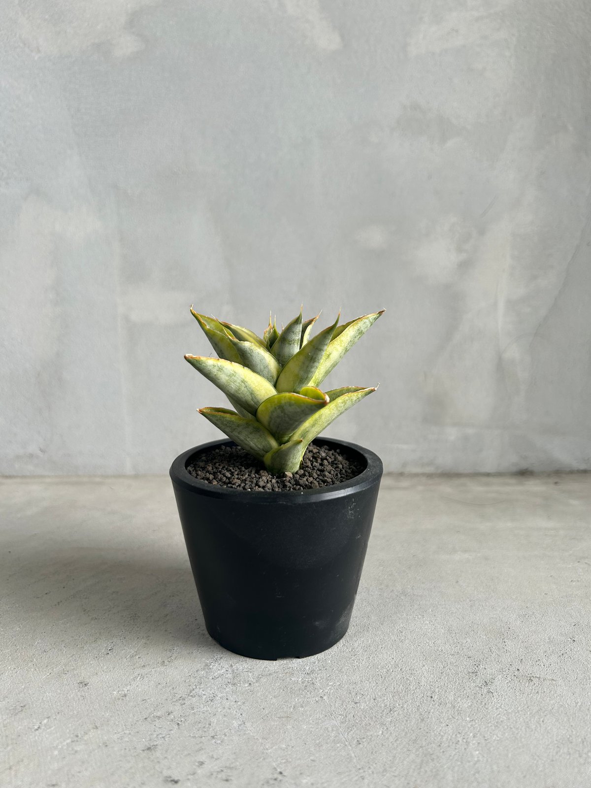 EMP サンセベリア パゴダ 斑入り / 選抜 SA358 サンセベリア パゴダ 斑入り | ソレトナ植物店