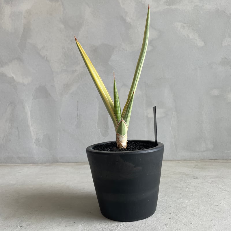 サンセベリア ロイヤルクラウン(斑入り) | ソレトナ植物店