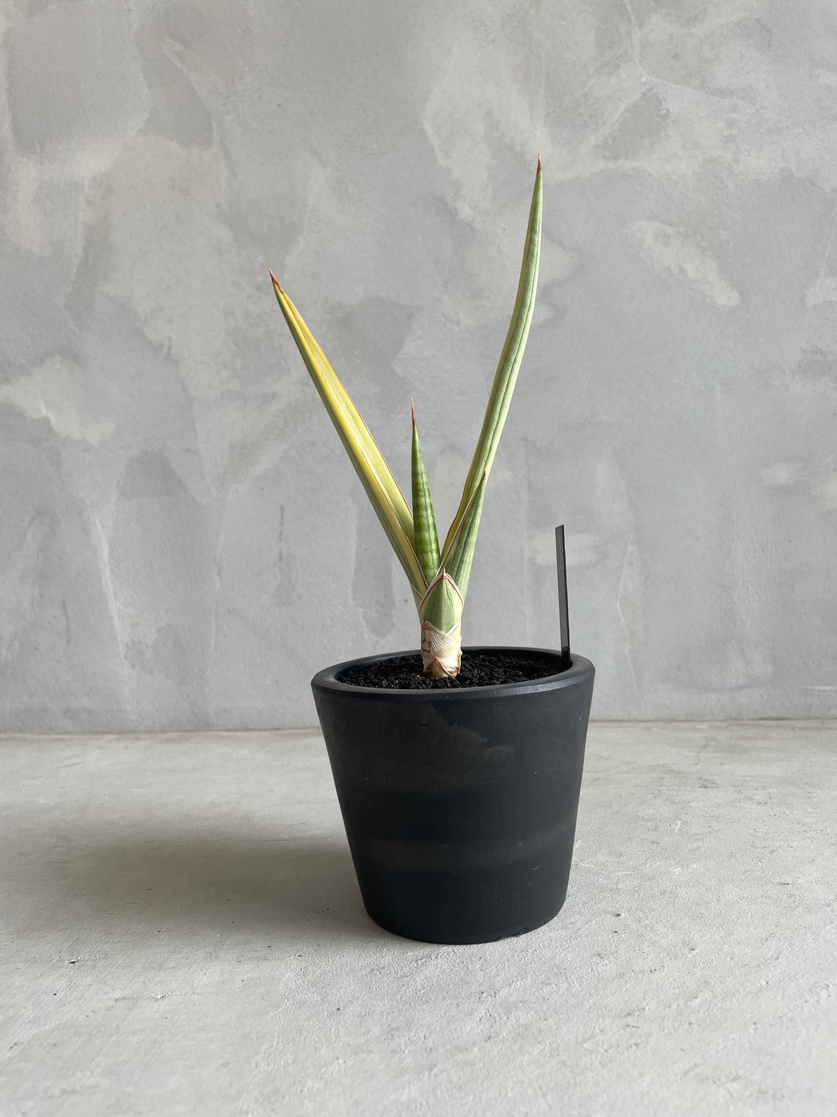 サンセベリア ロイヤルクラウン(斑入り) | ソレトナ植物店