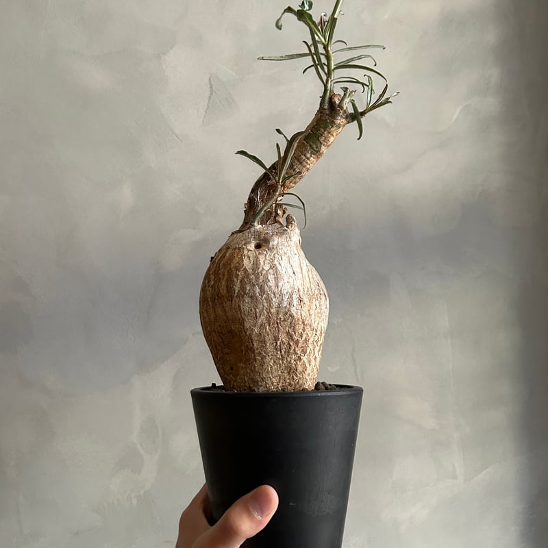 アデニウム ソマレンセ 観葉植物 塊根植物 ビザールプランツ 生活雑貨 