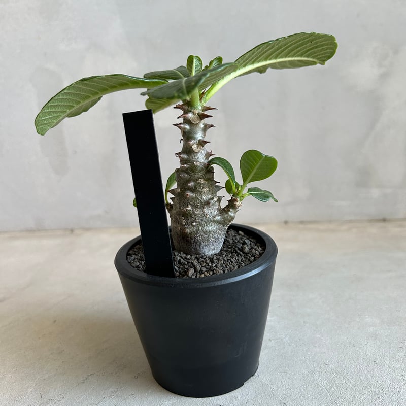 パキポディウム ウィンゾリー(実生苗) | ソレトナ植物店