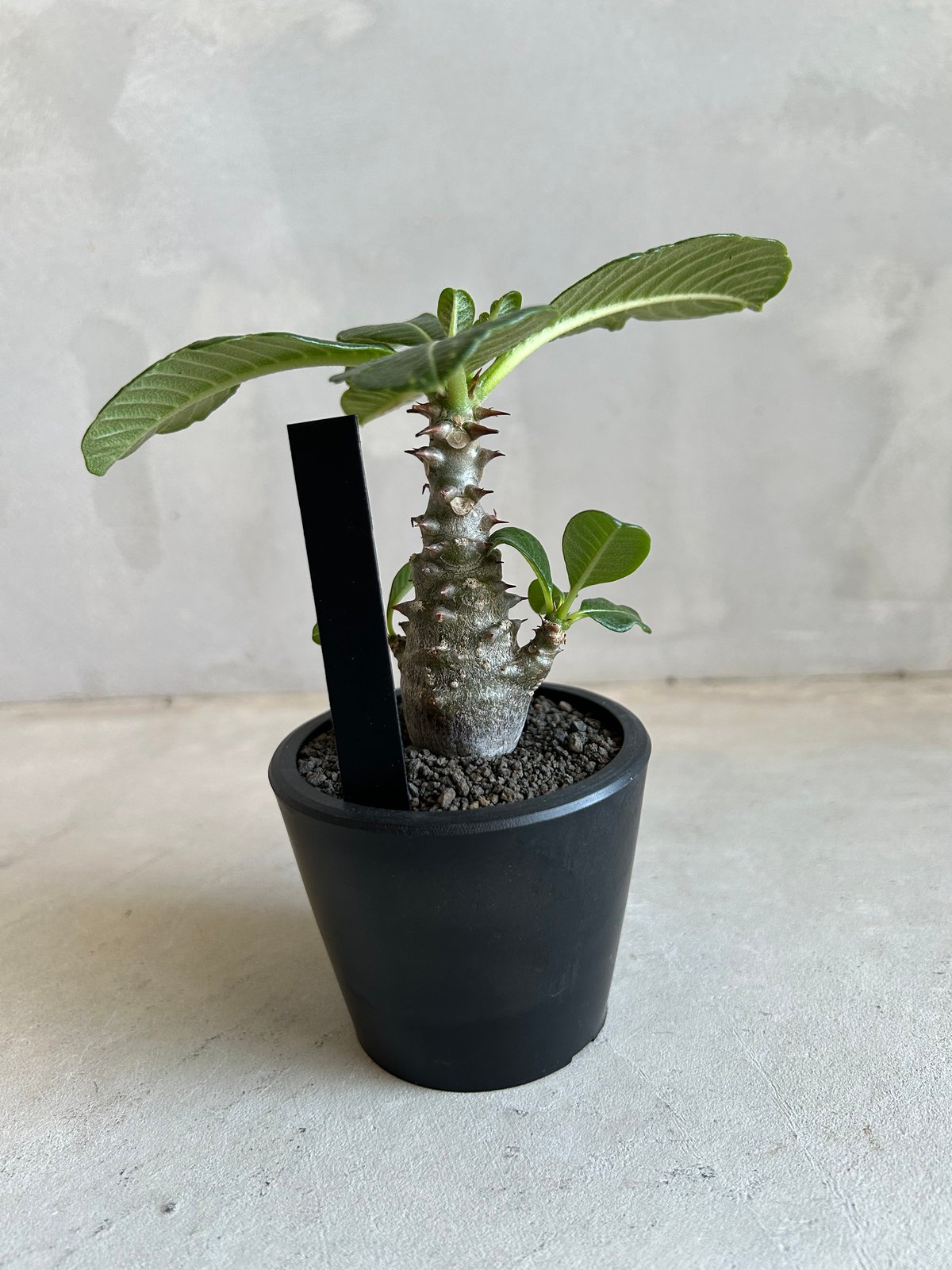 お父ちゃん 出品 パキポディウム ウィンゾリー 実生 パキポディウム ウィンゾリー(実生苗) | ソレトナ植物店