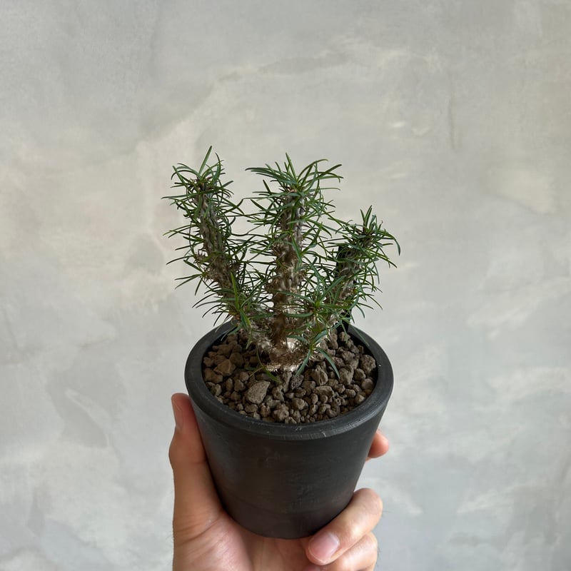 ユーフォルビア ゴットレベイ | ソレトナ植物店