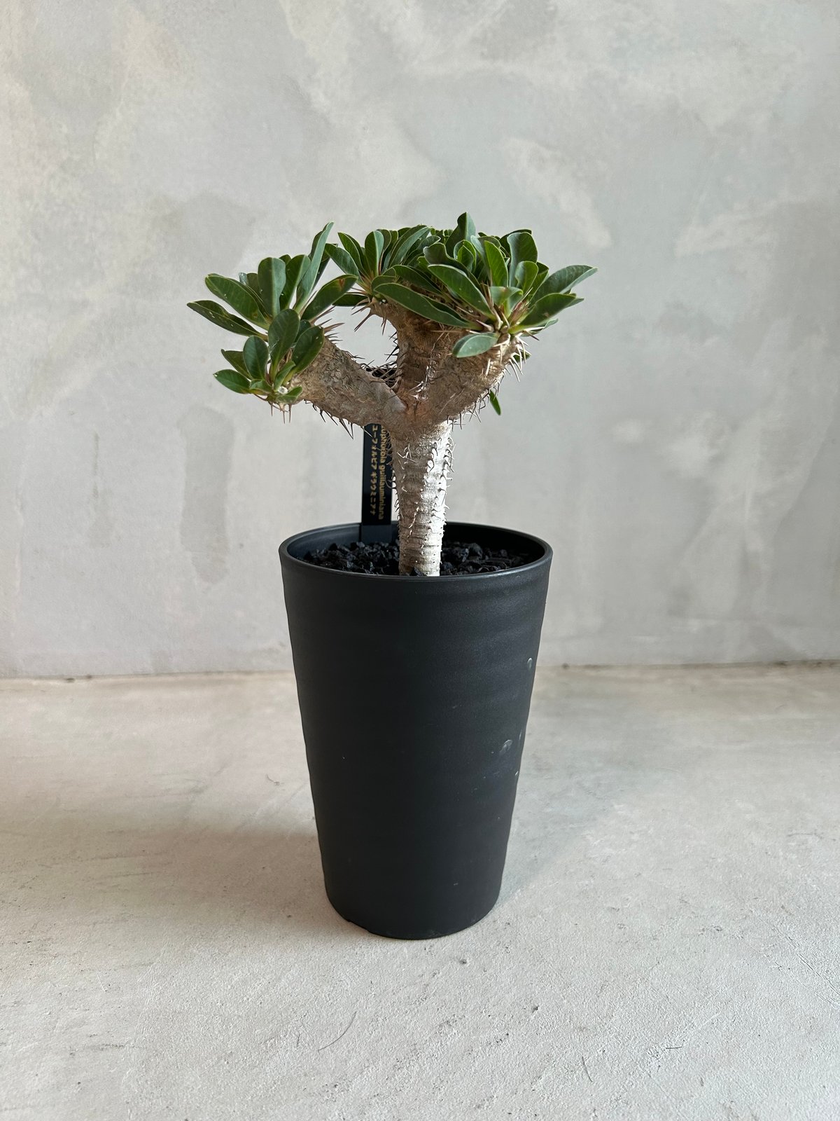 ユーフォルビア ギラウミニアナ(実生苗) | ソレトナ植物店