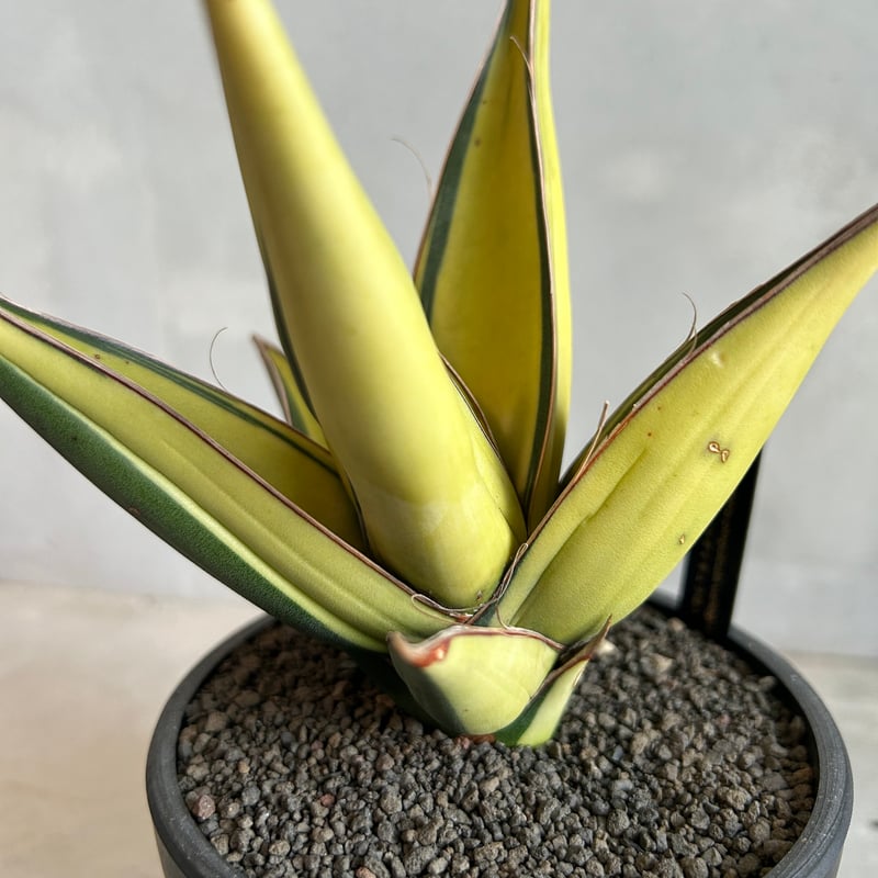 サンセベリア ピングイキュラ 斑入り | ソレトナ植物店