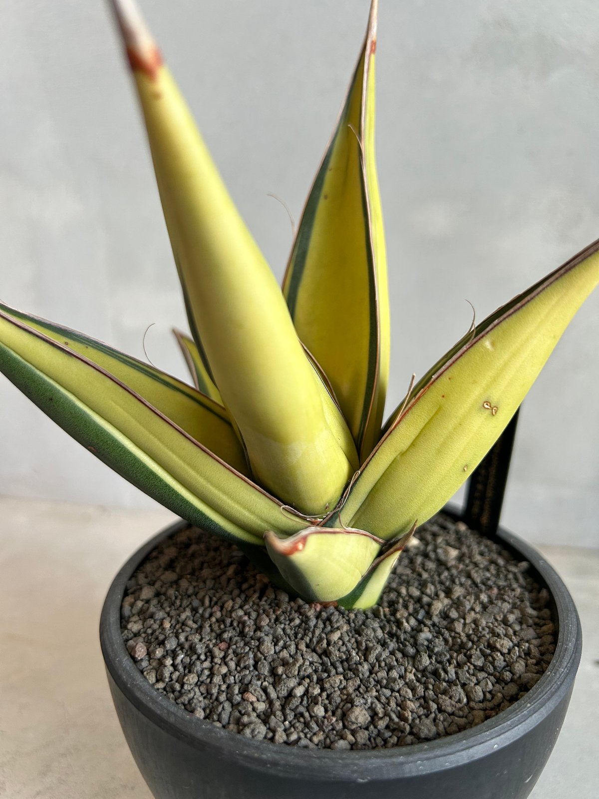 サンセベリア ピングイキュラ 斑入り | ソレトナ植物店