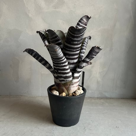 エクメアチャンティニー | STORES