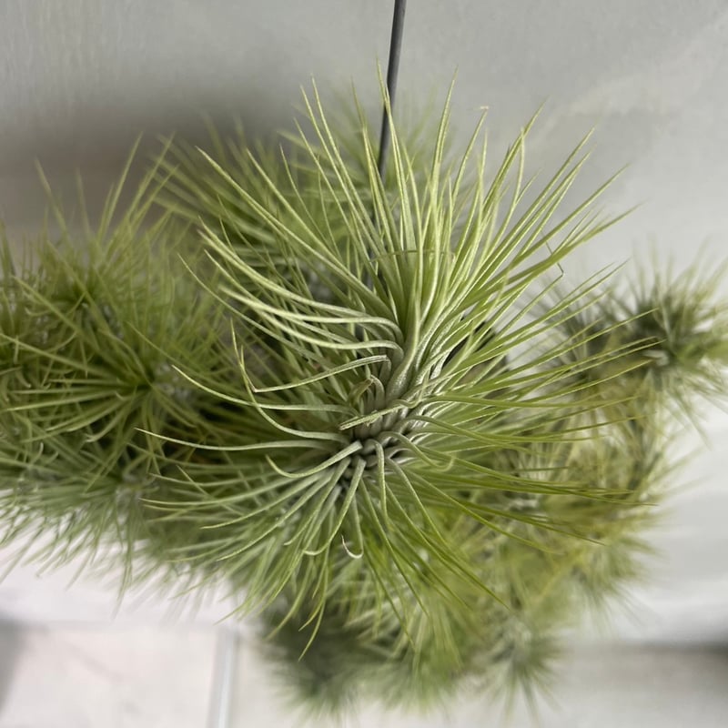 ティランジア フンキアナ(クランプ) | ソレトナ植物店