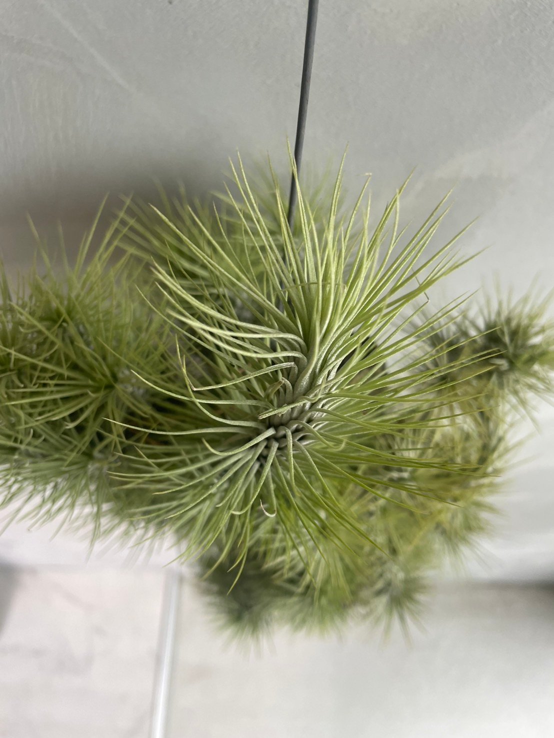 ティランジア フンキアナ(クランプ) | ソレトナ植物店