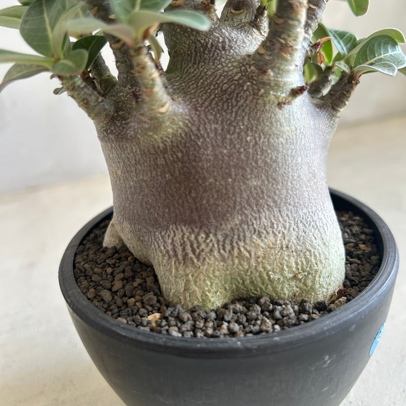 アデニウム アラビカム スーパードワーフ ブラック | ソレトナ植物店